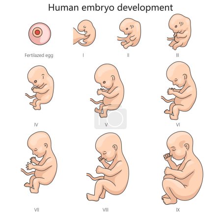 Ilustración de Etapas del embrión humano diagrama de desarrollo fetal ilustración esquemática dibujada a mano del vector. Ilustración educativa de ciencias médicas - Imagen libre de derechos