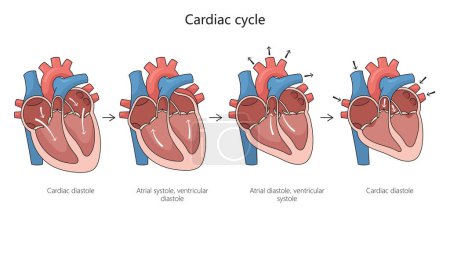 Ilustración de Diagrama del ciclo cardíaco ilustración vectorial esquemática dibujada a mano. Ilustración educativa de ciencias médicas - Imagen libre de derechos