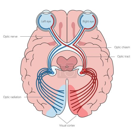 Ilustración de Nervios ópticos humanos en el diagrama de estructura cerebral ilustración vectorial esquemática dibujada a mano. Ilustración educativa de ciencias médicas - Imagen libre de derechos