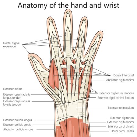 Illustration for Anatomy of hand and wrist structure diagram hand drawn schematic vector illustration. Medical science educational illustration - Royalty Free Image