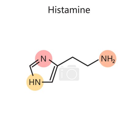 Illustration for Chemical organic formula of histamine diagram hand drawn schematic vector illustration. Medical science educational illustration - Royalty Free Image