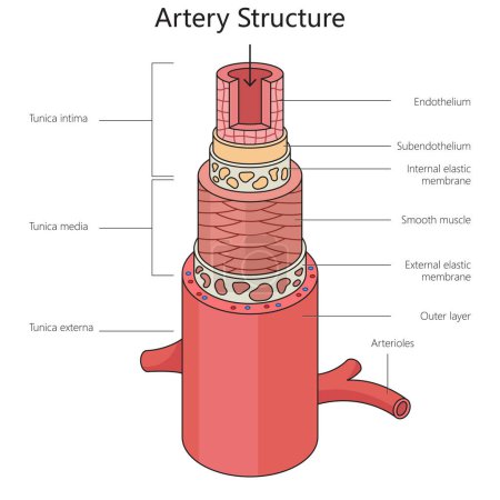 Ilustración de Diagrama de la estructura de la arteria humana ilustración esquemática dibujada a mano. Ilustración educativa de ciencias médicas - Imagen libre de derechos