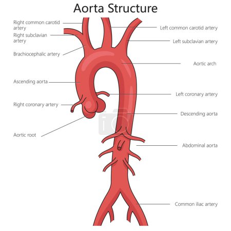 Aorta estructura de arteria humana más grande diagrama de columna vertebral ilustración vectorial esquemática dibujada a mano. Ilustración educativa de ciencias médicas