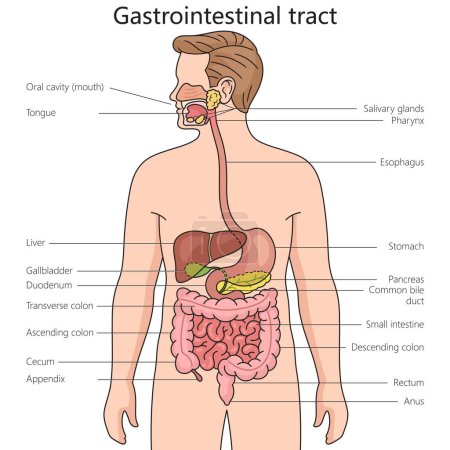 Gastrointestinal tract structure diagram hand drawn schematic vector illustration. Medical science educational illustration