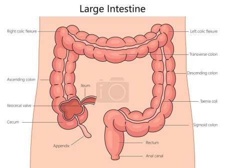 Diagrama de estructura del intestino grueso ilustración vectorial esquemática dibujada a mano. Ilustración educativa de ciencias médicas