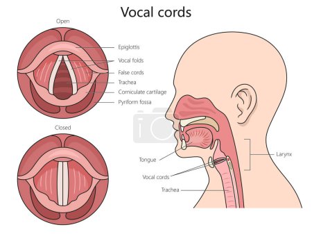 Schéma de structure des cordes vocales humaines illustration vectorielle schématique dessinée à la main. Illustration pédagogique en sciences médicales