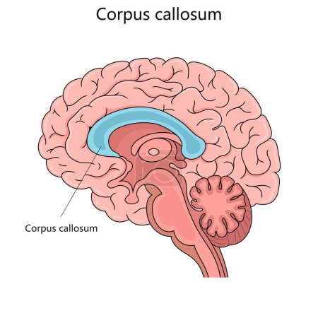 Detailed illustration of the human brain with the corpus callosum prominently labeled and colored for educational purposes. Medical science educational vector illustration