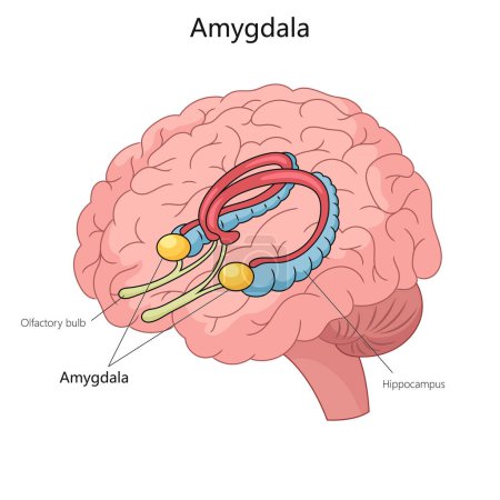 Detailed illustration of the human brain with the amygdala prominently labeled and colored for educational purposes. Medical science educational vector illustration