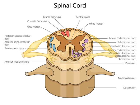 Human spinal cord structure vertebral column diagram hand drawn schematic vector illustration. Medical science educational illustration