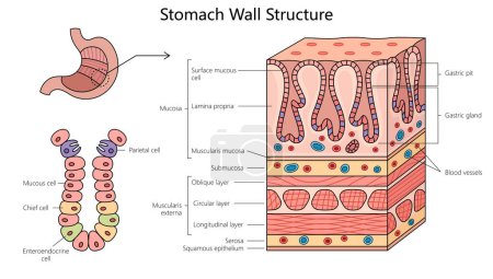 stomach wall structure diagram hand drawn schematic vector illustration. Medical science educational illustration