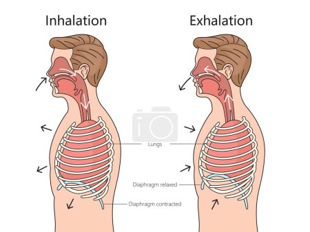Inhalation and Exhalation process respiratory system side view structure diagram hand drawn schematic vector illustration. Medical science educational illustration