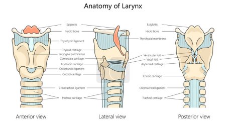 human larynx anatomy with labeled parts from anterior, lateral, and posterior views structure diagram hand drawn schematic vector illustration. Medical science educational illustration