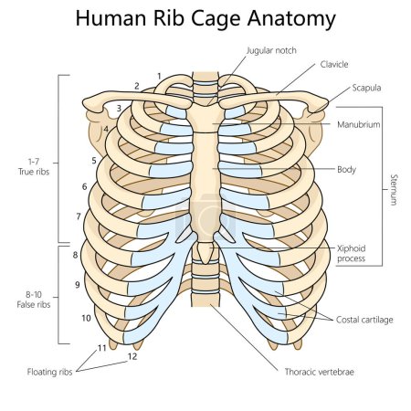 human rib cage with labeled parts, suitable for anatomy studies and medical reference structure diagram hand drawn schematic vector illustration. Medical science educational illustration