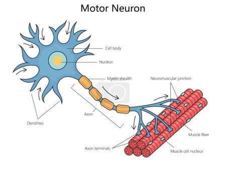 Anatomie humaine d'un motoneurone, y compris ses parties comme l'axone et les dendrites schéma de structure illustration vectorielle schématique dessinée à la main. Illustration pédagogique en sciences médicales