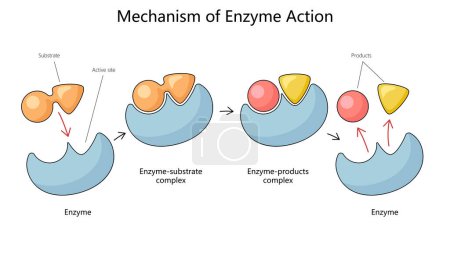 Mecanismo humano de acción enzimática con sustrato y diagrama de complejos de producto ilustración vectorial esquemática dibujada a mano. Ilustración educativa de ciencias médicas