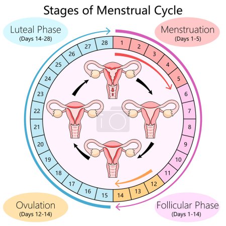 Human diagram detailing the menstrual cycle phases, including follicular phase, ovulation, and luteal phase structure diagram schematic vector illustration. Medical science educational illustration