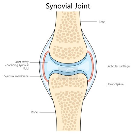 Schéma de structure de joint synovial humain illustration vectorielle schématique dessinée à la main. Illustration pédagogique en sciences médicales