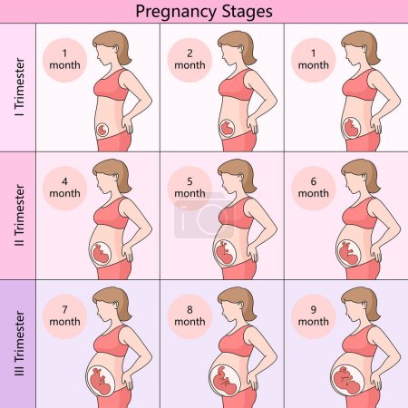 guía mensual de etapas del embarazo, dividida en trimestres, mostrando el desarrollo fetal y los cambios corporales maternos diagrama esquemático ilustración vectorial. Ilustración educativa de ciencias médicas