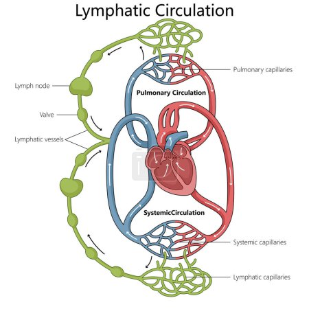 Humane Lymph- und Kreislaufsysteme, einschließlich wichtiger Komponenten wie Herz, Lymphknoten und Gefäße, zeichnen eine schematische Vektorillustration. Pädagogische Illustration der Medizinwissenschaften