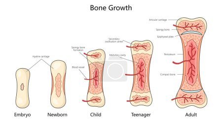 stages of bone growth in humans, from embryo to adult, showing structural changes and ossification diagram hand drawn schematic vector illustration. Medical science educational illustration
