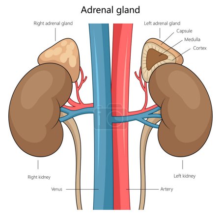 anatomy of the adrenal glands atop the kidneys, highlighting the medulla, cortex, and vascular connections diagram hand drawn schematic vector illustration. Medical science educational illustration