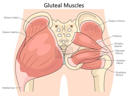 anatomy of human gluteal muscles, including labels for each muscle structure diagram hand drawn schematic vector illustration. Medical science educational illustration