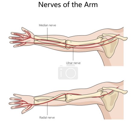 median, ulnar, and radial nerves in the arm with detailed anatomical labeling structure diagram hand drawn schematic vector illustration. Medical science educational illustration