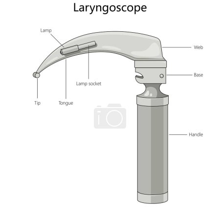 laryngoscope with labeled parts, including the lamp, tongue, tip, lamp socket, web, base, and handle diagram hand drawn schematic vector illustration. Medical science educational illustration