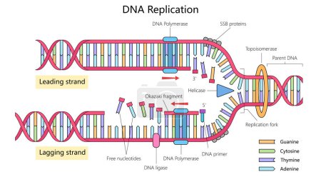DNA-Replikation mit führenden und hinkenden Strängen, Enzymen wie DNA-Polymerase, Helicase und dem handgezeichneten Replikationsgabeldiagramm als schematische Vektorillustration. Illustration zur Medizinwissenschaft