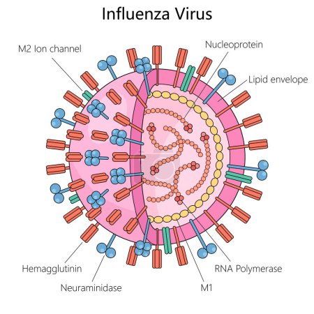 influenza virus, components hemagglutinin, neuraminidase, RNA polymerase, and lipid envelope structure diagram hand drawn schematic vector illustration. Medical science educational illustration