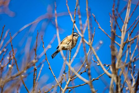 Foto de Pájaro posado en una rama - Imagen libre de derechos