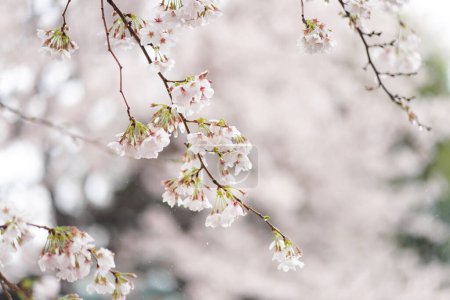Téléchargez les photos : Pluie tombant sur les fleurs de cerisier en pleine floraison - en image libre de droit