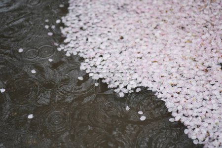 Photo for Cherry blossoms floating in a puddle - Royalty Free Image