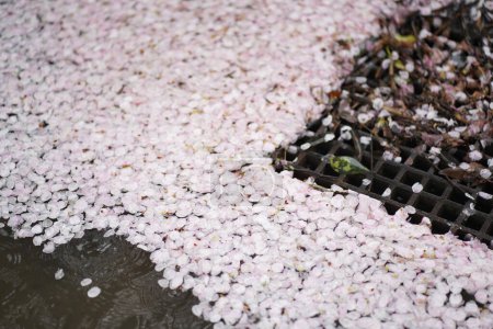 Téléchargez les photos : Des cerisiers éparpillés se rassemblent dans le fossé de drainage - en image libre de droit