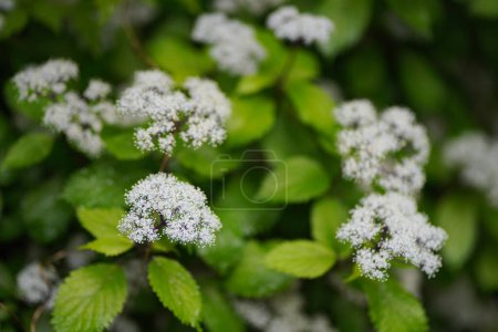 Photo for Little hydrangea swaying in the wind - Royalty Free Image