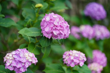 Photo for Hydrangea swaying in the wind - Royalty Free Image