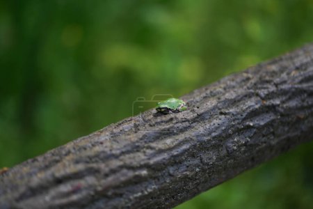Kleiner Frosch auf dem Holzzaun