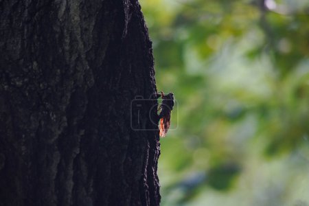 Photo for A brown cicada arriving on a tree - Royalty Free Image