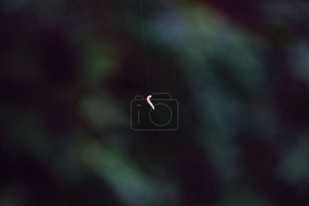 Téléchargez les photos : Petit papillon de nuit sur une feuille - en image libre de droit