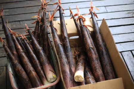 Téléchargez les photos : Pousses de bambou Madake récoltées - en image libre de droit