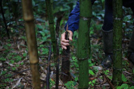 Téléchargez les photos : Un homme récolte des pousses de bambou Madake - en image libre de droit