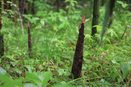 Téléchargez les photos : Pousses de bambou Madake qui poussent sauvages dans les montagnes - en image libre de droit