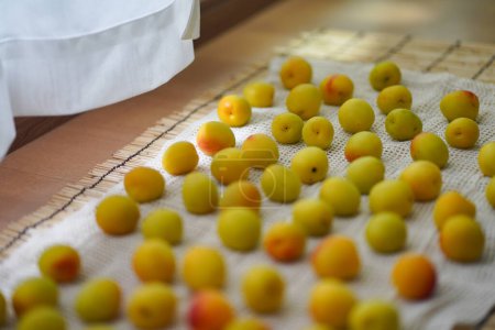 Photo for Drying Nanko plums indoors - Royalty Free Image
