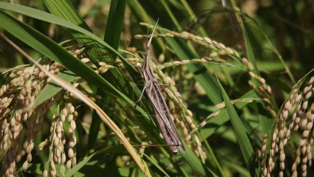 Grasshopper attached to rice