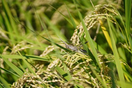 Grasshopper adjunto al arroz