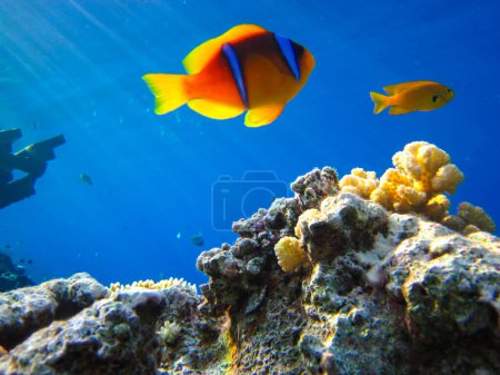 Foto de Amphiprion bicinctus o pez payaso del Mar Rojo escondido en un arrecife de coral anémona, Sharm El Sheikh, Egipto - Imagen libre de derechos