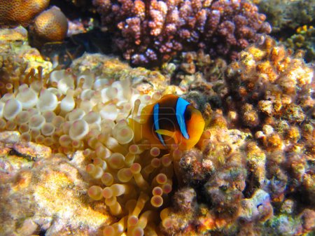 Amphiprion bicinctus or Red Sea clownfish hiding in a coral reef anemone, Sharm El Sheikh, Egypt