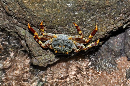 Téléchargez les photos : Crabe sur un rocher près de la mer Rouge, Sharm El Sheikh, Egypte - en image libre de droit