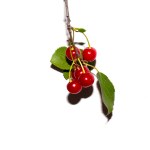Red cherry on a twig with leaves on a white background