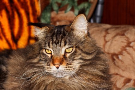 Maine Coon cat named Fedor portrait. Kharkov, Ukraine-stock-photo